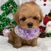 ティーカッププードル【栃木県・女の子・2025年9月17日・レッド】の写真3