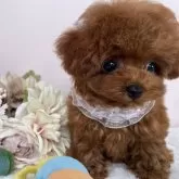 ティーカッププードル【栃木県・女の子・2025年1月28日・レッド】の写真4