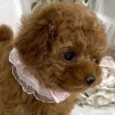 ティーカッププードル【栃木県・女の子・2025年6月22日・レッド】の写真4