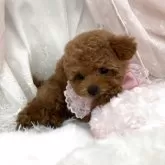 タイニープードル【栃木県・女の子・2025年9月26日・レッド】の写真4