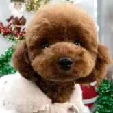 ティーカッププードル【栃木県・女の子・2024年7月22日・レッド】の写真5