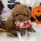 ティーカッププードル【栃木県・女の子・2025年8月29日・レッド】の写真10