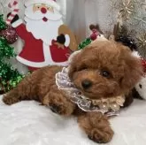 トイプードル(トイ)【栃木県・男の子・2025年9月22日・レッド】の写真13