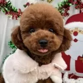 ティーカッププードル【栃木県・女の子・2024年7月22日・レッド】の写真6