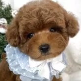 タイニープードル【栃木県・男の子・2025年9月27日・レッド】の写真6