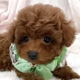 タイニープードル【栃木県・男の子・2025年9月26日・レッド】の写真7