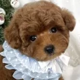 タイニープードル【栃木県・男の子・2025年9月27日・レッド】の写真7