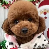 ティーカッププードル【栃木県・女の子・2024年7月22日・レッド】の写真7