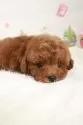 タイニープードル【栃木県・男の子・2024年11月16日・レッド】の写真8