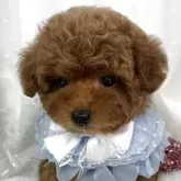 タイニープードル【栃木県・男の子・2025年9月27日・レッド】の写真8