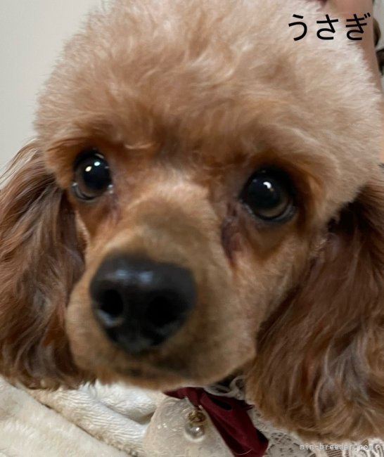 タイニープードル【・女の子・2022年10月23日・レッド】