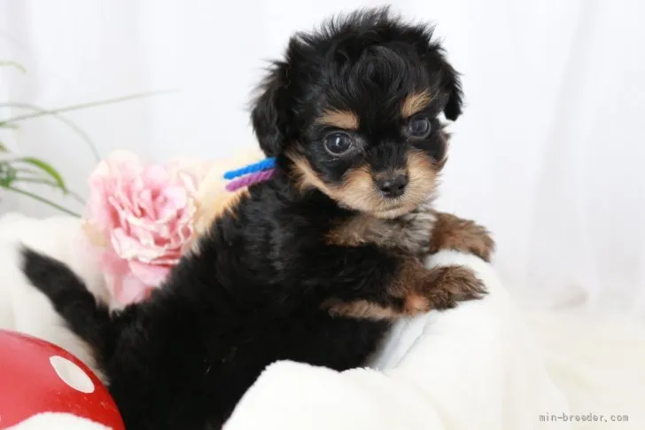 ID：2201-02638の子犬