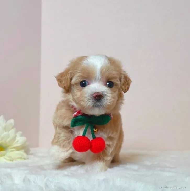 ID:2308-06355の子犬