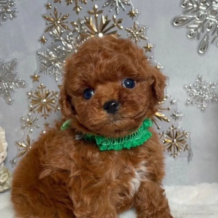 ID：2311-06030の子犬