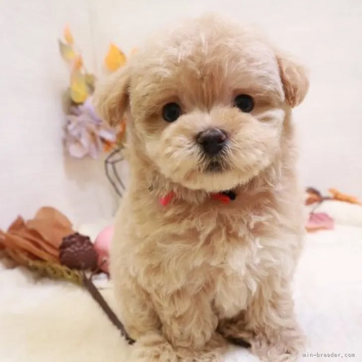 ID：2309-02614の子犬