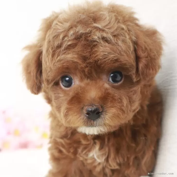 ID：2404-02711の子犬