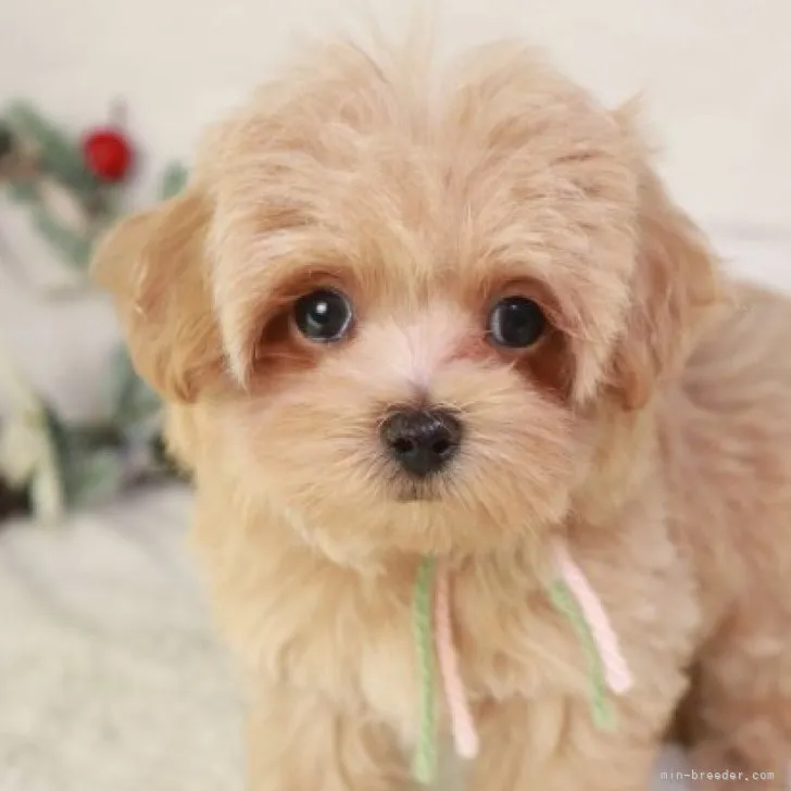 ID：2311-01619の子犬