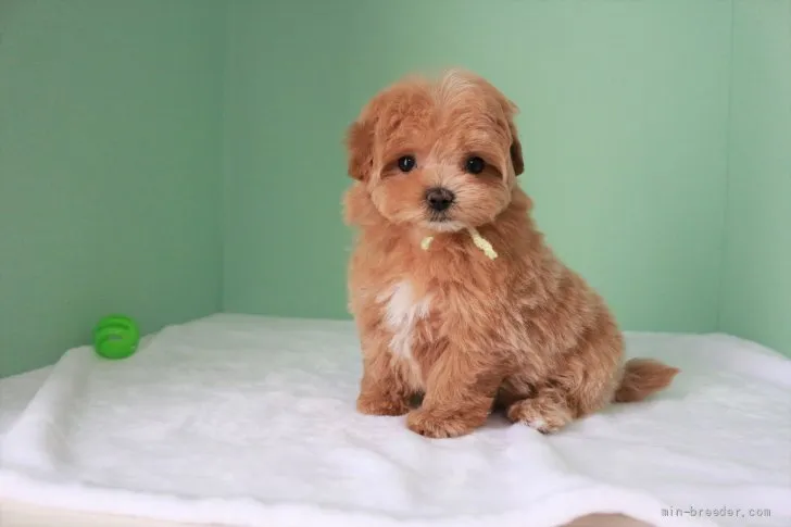ID：2202-02406の子犬