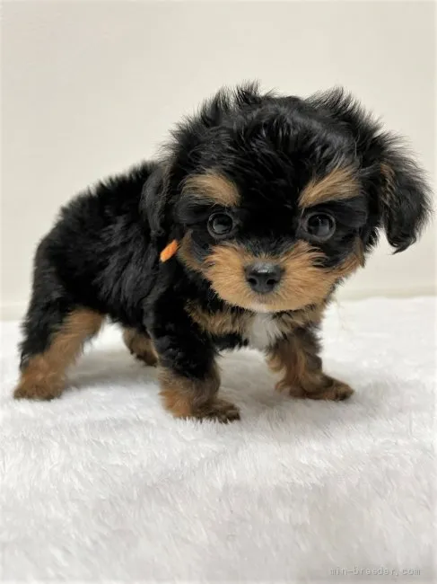 ID:2112-03211の子犬