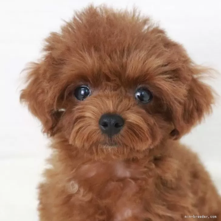 ID:2408-01427の子犬
