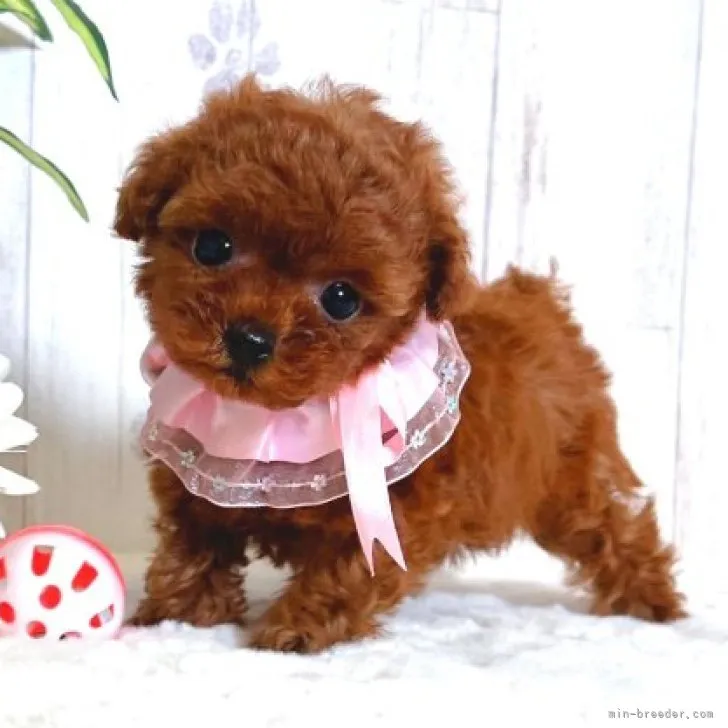 ID:2308-03615の子犬