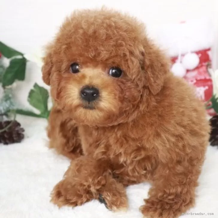 ID:2311-06009の子犬