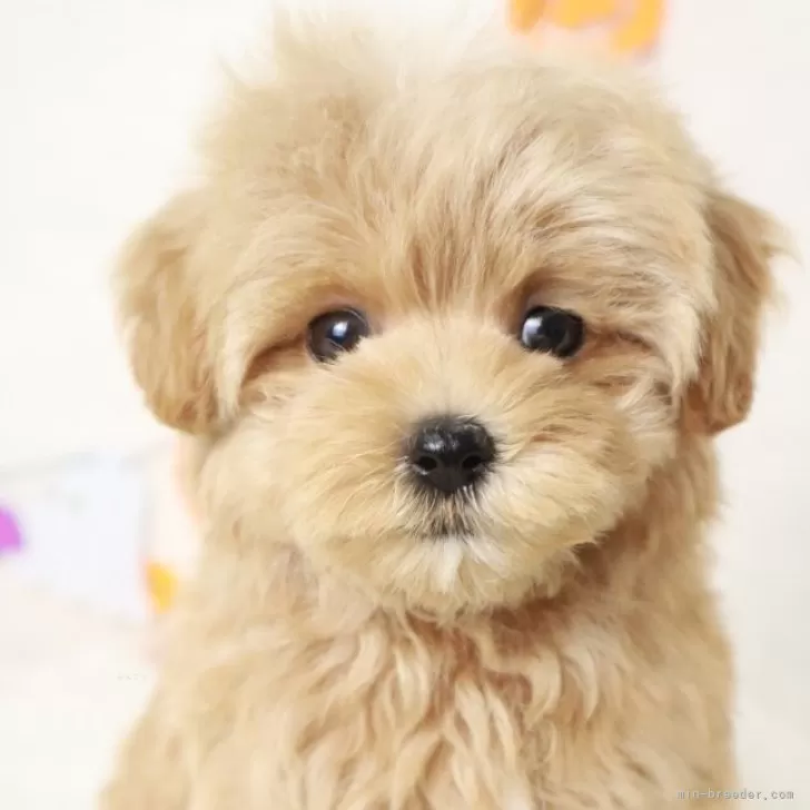ID：2409-05261の子犬