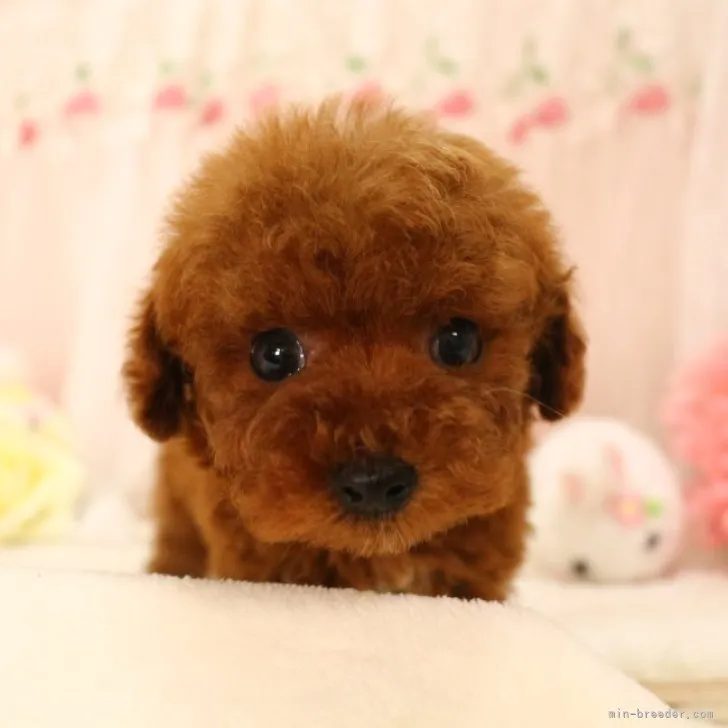 ID：2302-01018の子犬