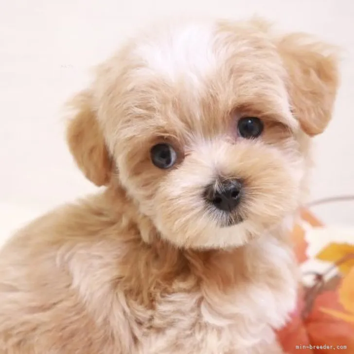 ID:2308-06358の子犬
