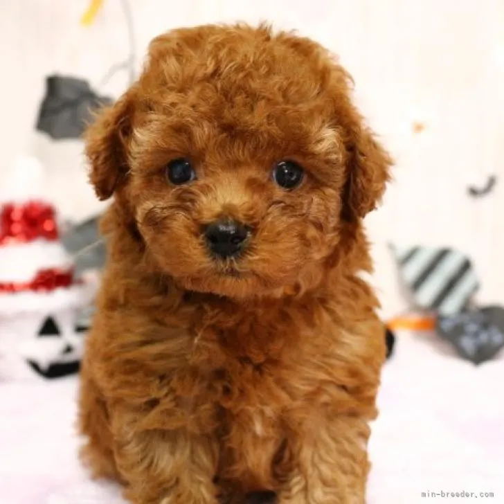 ID：2210-02784の子犬