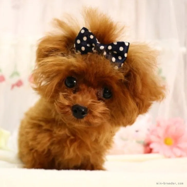 ID：2302-04464の子犬