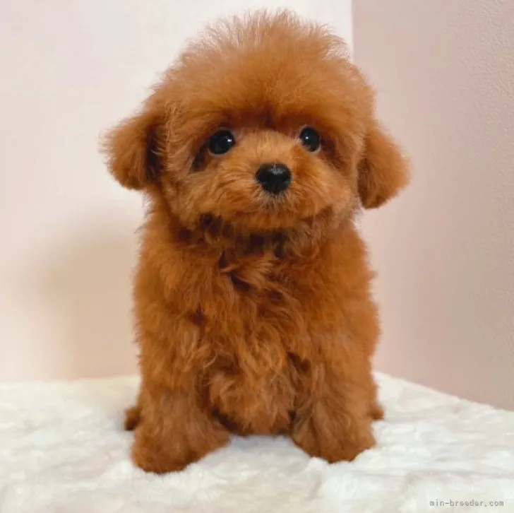ID：2307-02655の子犬