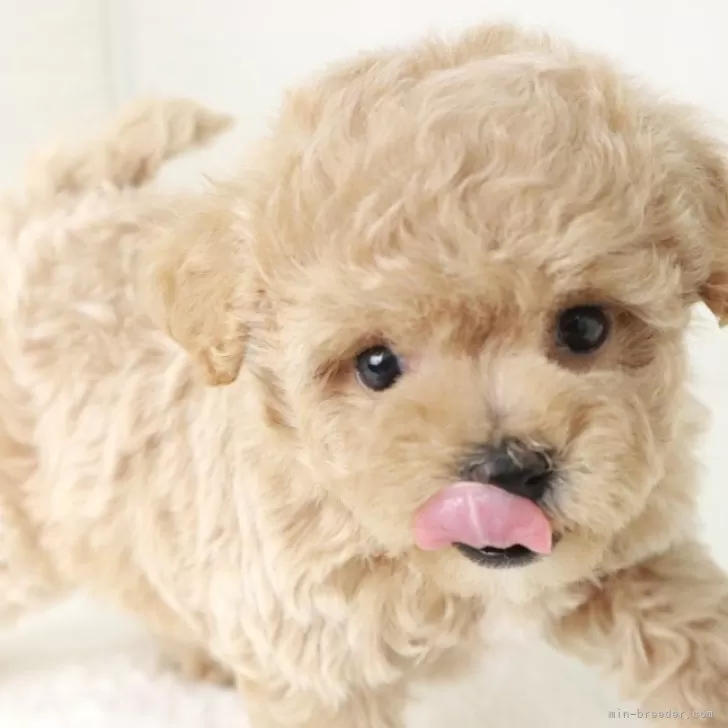 ID：2408-02020の子犬