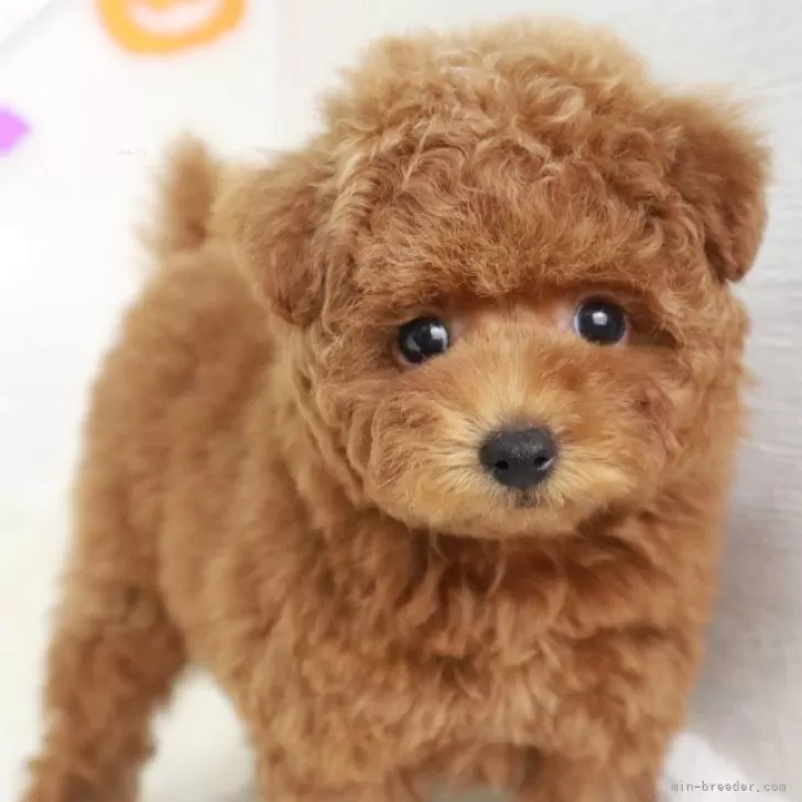 ID：2410-00237の子犬