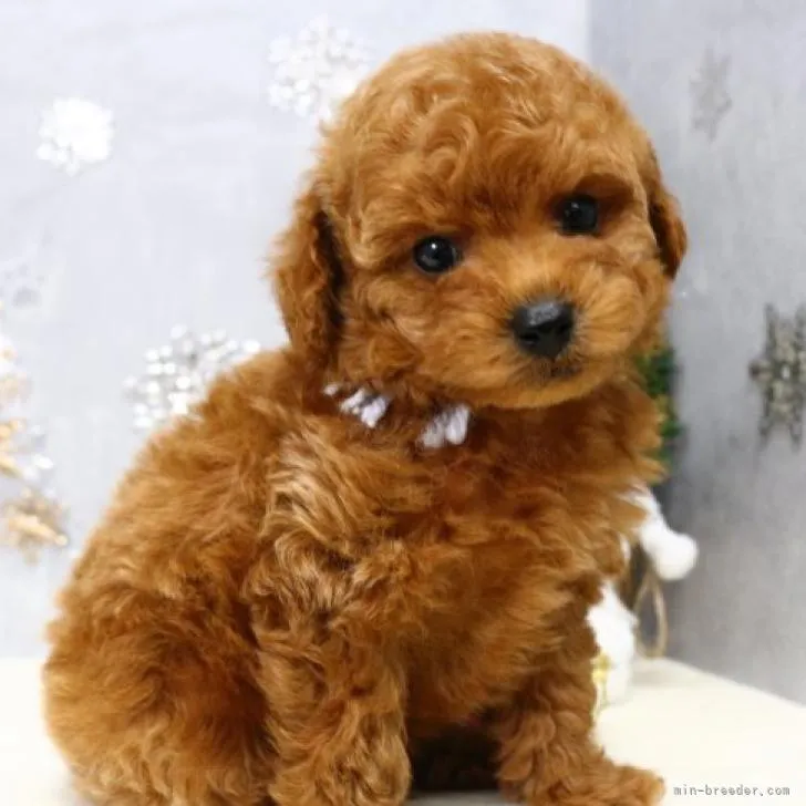 ID：2211-01199の子犬