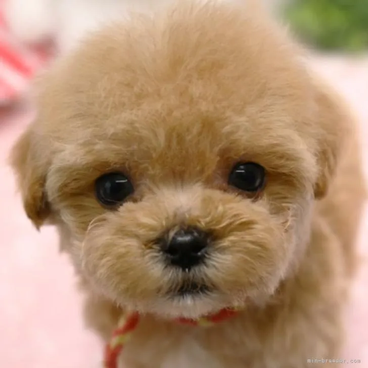ID:2208-01699の子犬