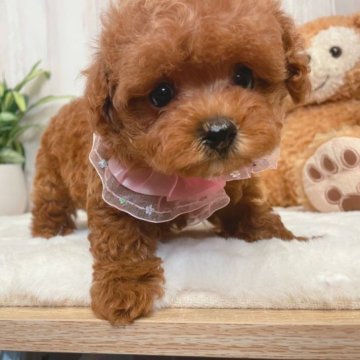 トイプードル(ティーカップ)【栃木県・女の子・2023年5月21日・レッド】の写真「3姉妹の中で1番の美人さん🧸💞」