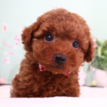 トイプードル(タイニー)【栃木県・男の子・2022年10月23日・レッド】の写真「お目目がクリクリした元気な男の子です！！」