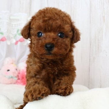 トイプードル(タイニー)【栃木県・女の子・2023年1月1日・レッド】の写真「お目目がクリクリした可愛い女の子です！」
