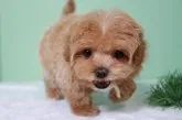 マルプー(プードル×マルチーズ)【栃木県・女の子・2021年12月17日・アプリコット】の写真3