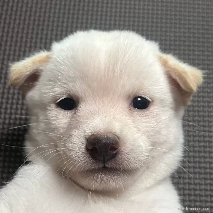 ID:2508-05360の子犬