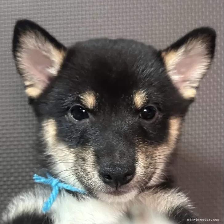 ID：2509-03416の子犬