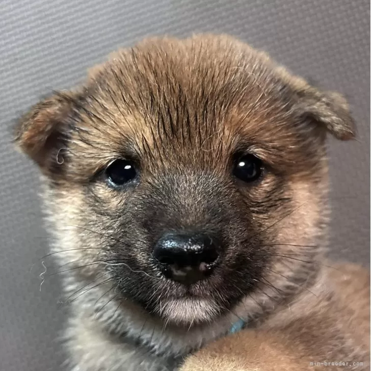 豆柴【福岡県・男の子・2025年9月14日・赤】の写真1