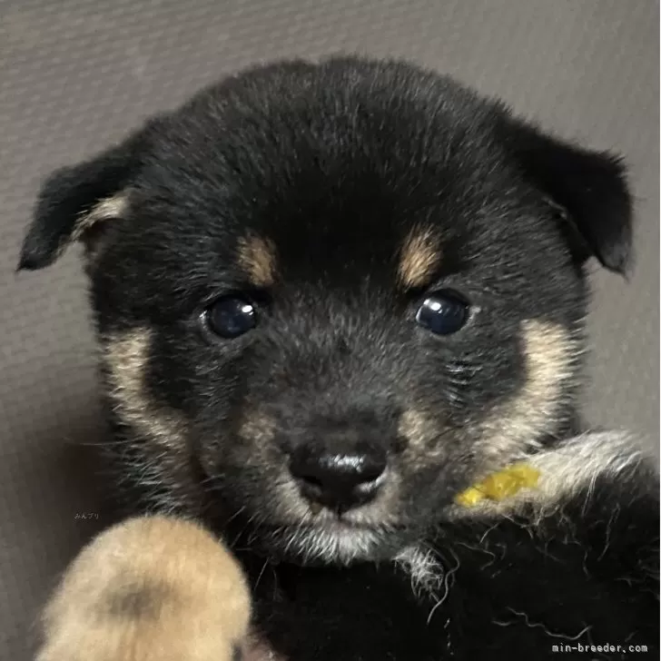 福まる 様のお迎えした子犬