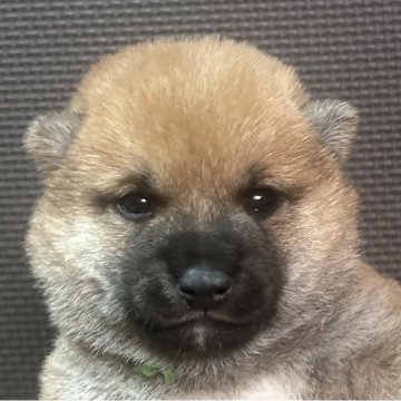 柴犬(豆柴)【福岡県・男の子・2025年9月12日・赤】の写真「おっとりした赤毛の男の子」