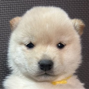 柴犬(豆柴)【福岡県・女の子・2025年8月28日・白】の写真「可愛いお顔の小柄な赤毛の女の子」