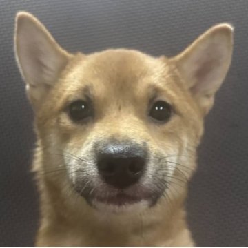 柴犬(豆柴)【福岡県・男の子・2025年2月13日・赤】の写真「元気な赤毛の男の子」