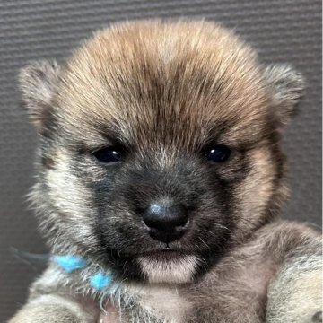 柴犬(豆柴)【福岡県・男の子・2025年10月2日・赤】の写真「小柄な赤毛の男の子」