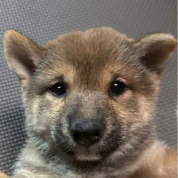 柴犬(豆柴)【福岡県・男の子・2025年9月14日・赤】の写真「可愛いお顔の赤毛の男の子」