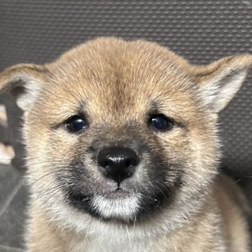 柴犬(豆柴)【福岡県・男の子・2024年10月2日・赤】の写真「コロッコロの赤毛の男の子」